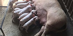 Piglets farrowing on model pig farm